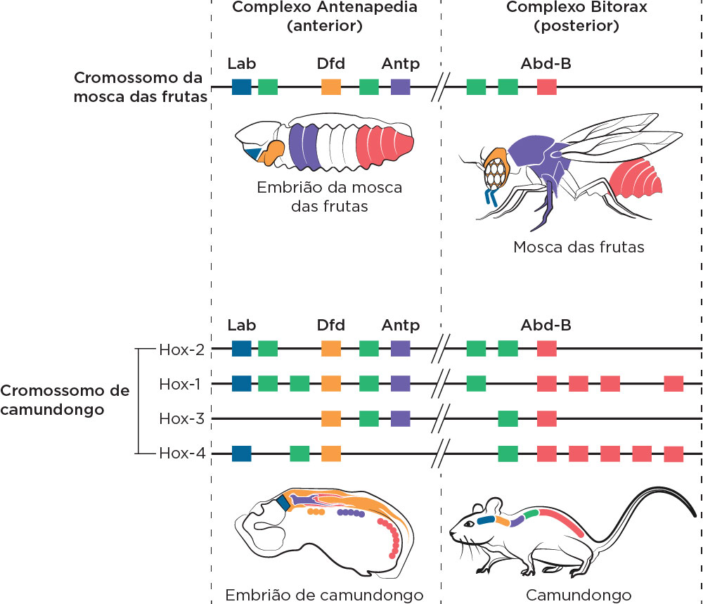 PDF) Geração de redes de co-expressão de genes utilizando