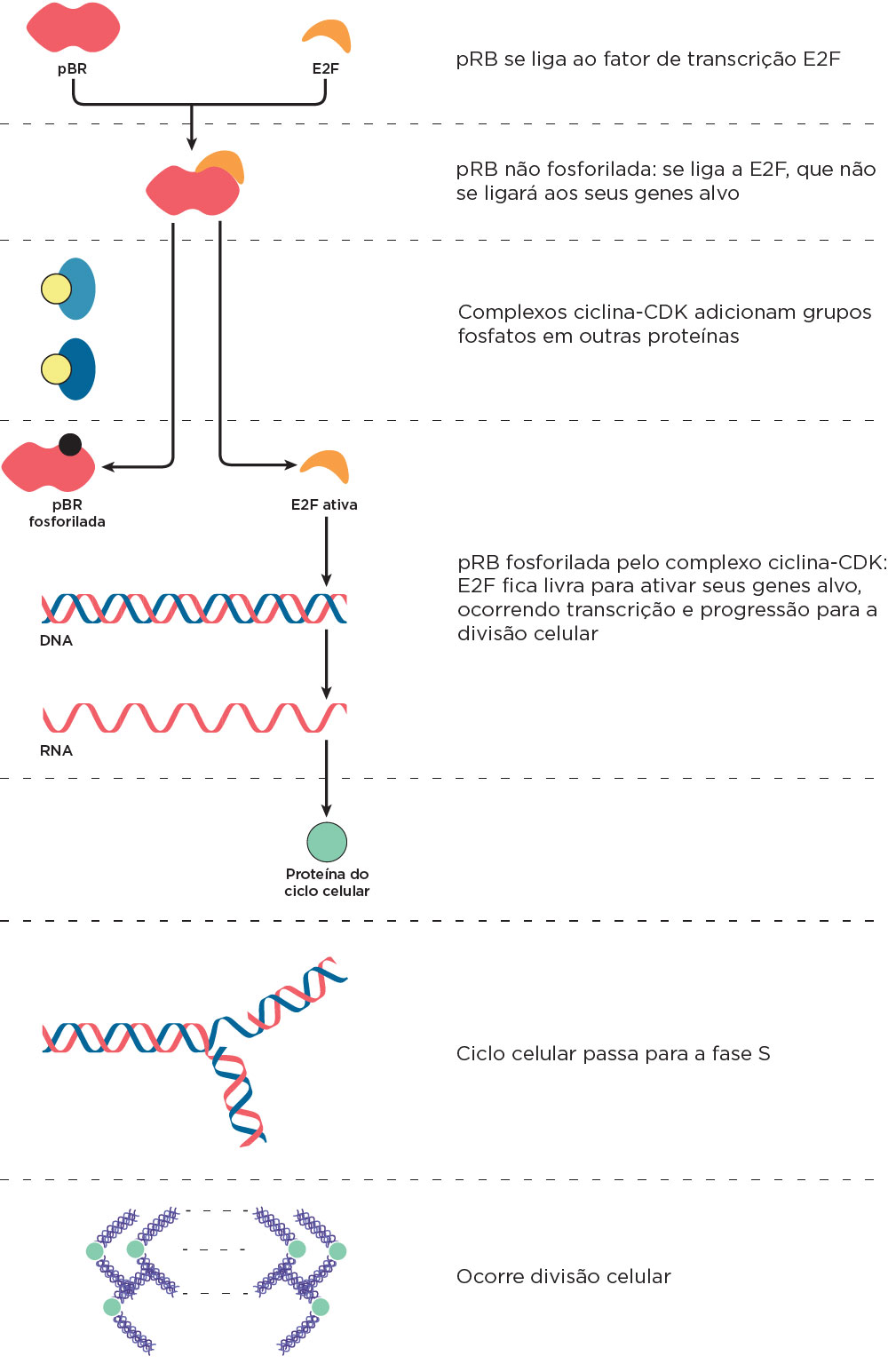 Ciclo celular: fases, divisão e controle