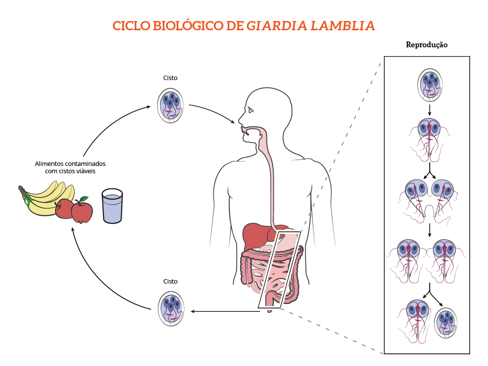 Especializa O Em Ensino De Biologia