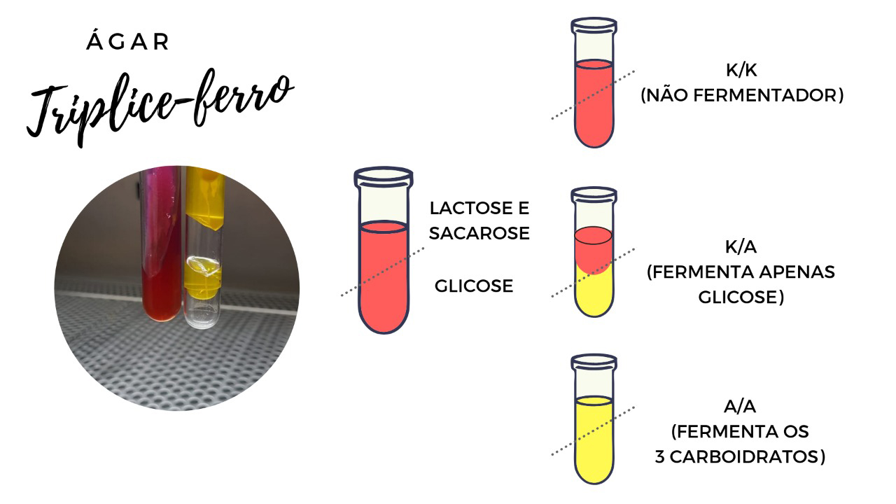 A: fezes diarreicas com secreção mucoide, com grandes quantidades